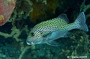 Plectorhinchus chaetodonoides-Moga Island Bopa 3-21m-20180529-Denis-ADER-DSC_1928_tn